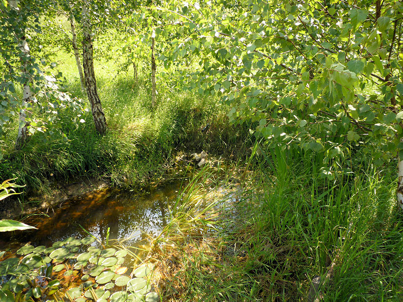 studánka Leknínová (3738)