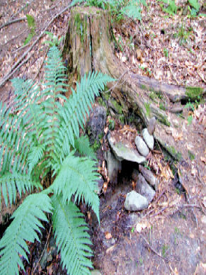 studánka Pod pařezem (3746)