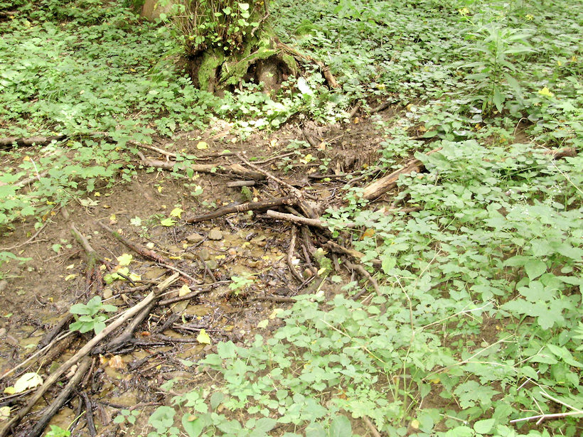 pramen U houbaře (3815)