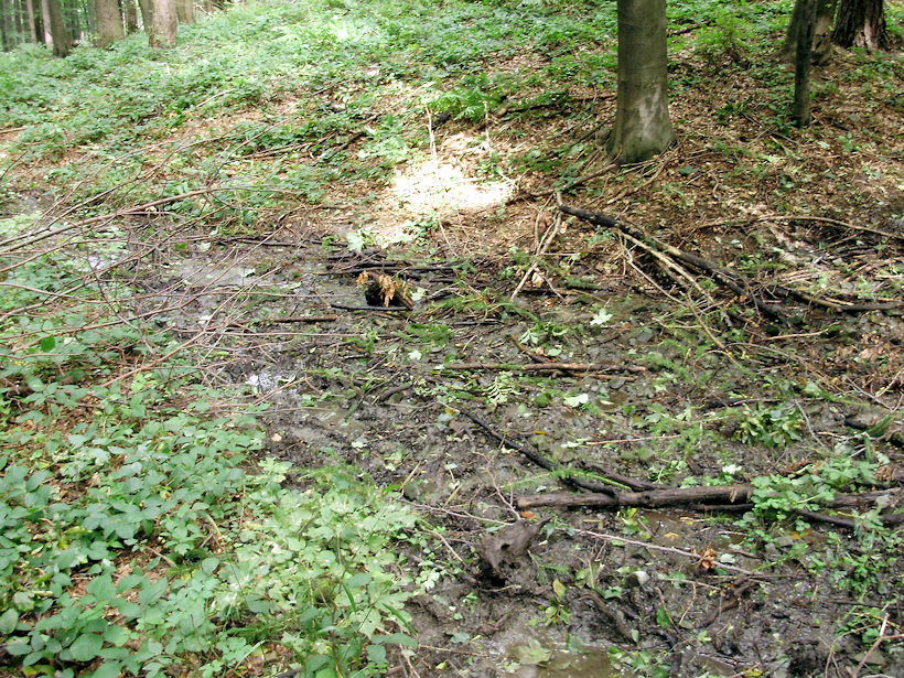 prameniště Nad červenou (3949)