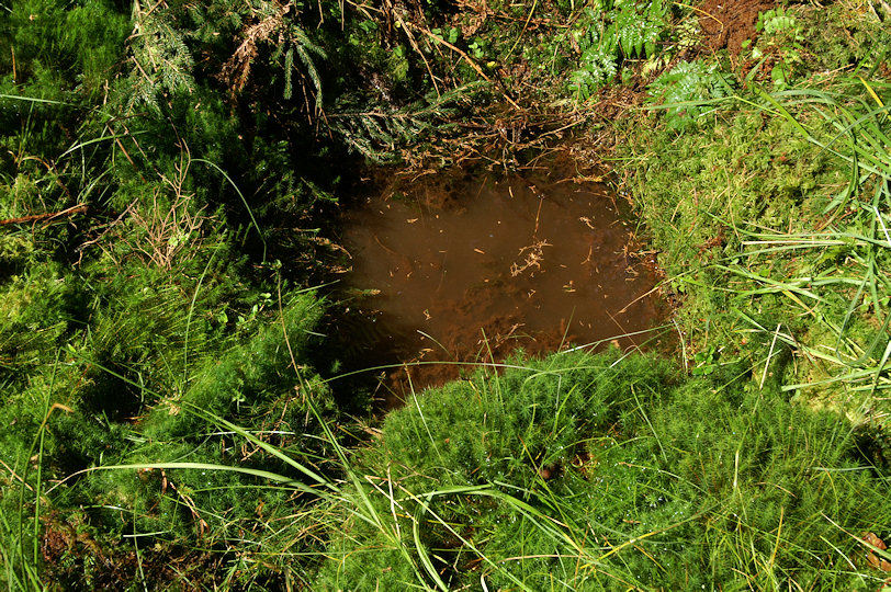 studánka V Jedličí (4046)