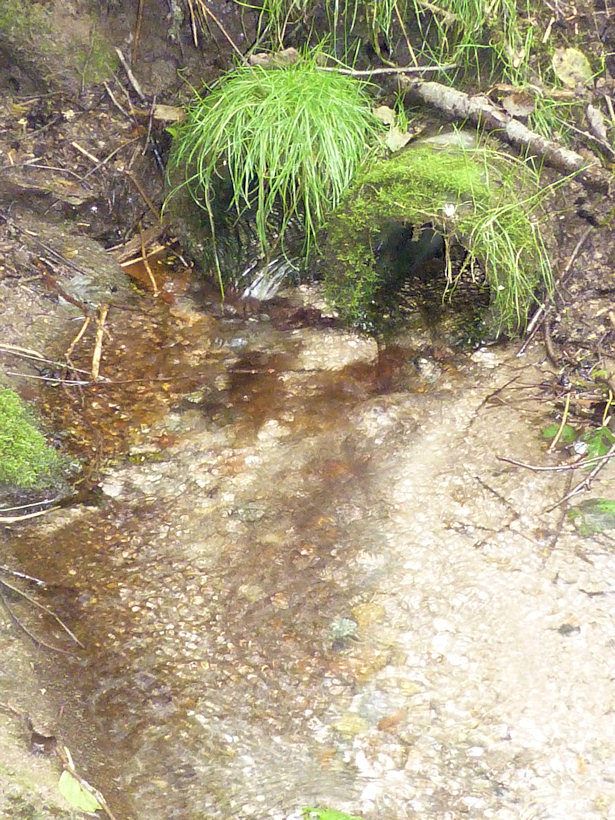 studánka Rybníčka (4142)