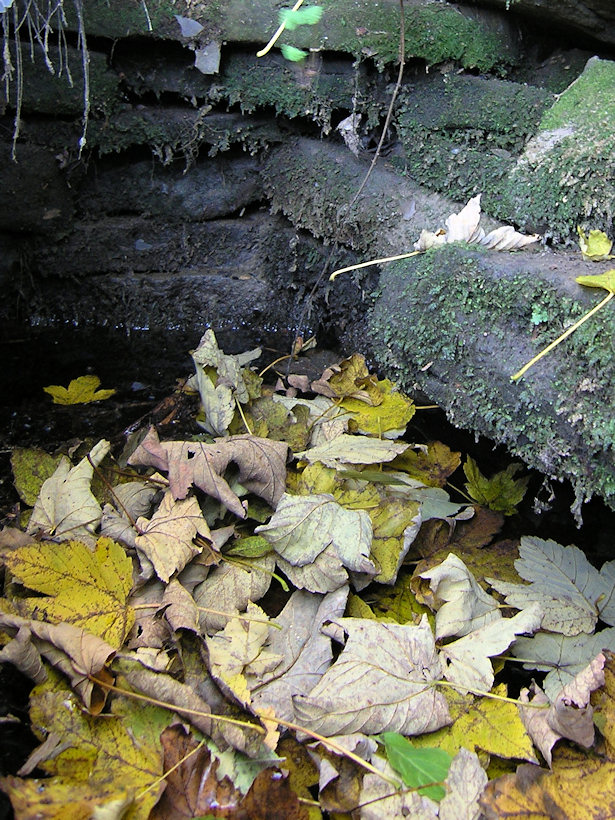 studánka bez jména (4159)