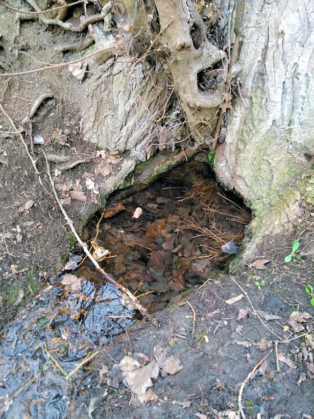 studánka Pod topolem (4220)