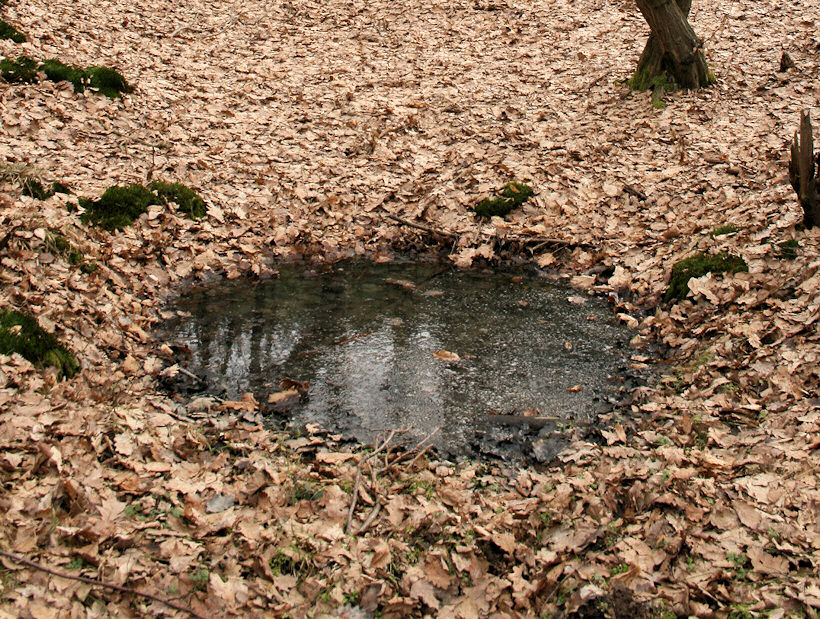 Studánka v lese Obora (4374)