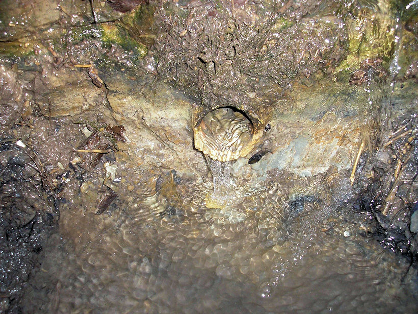 Studánka na Vinohradech (4391)