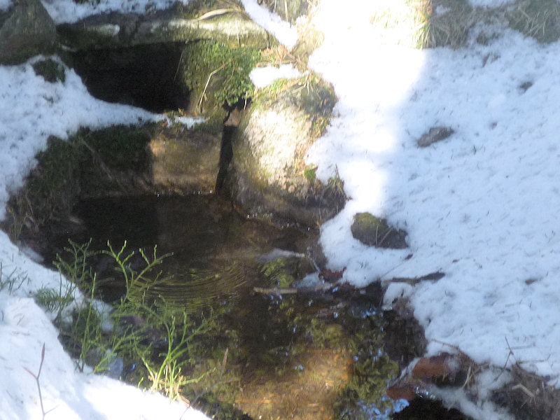 studánka V Anenském sedle (4413)