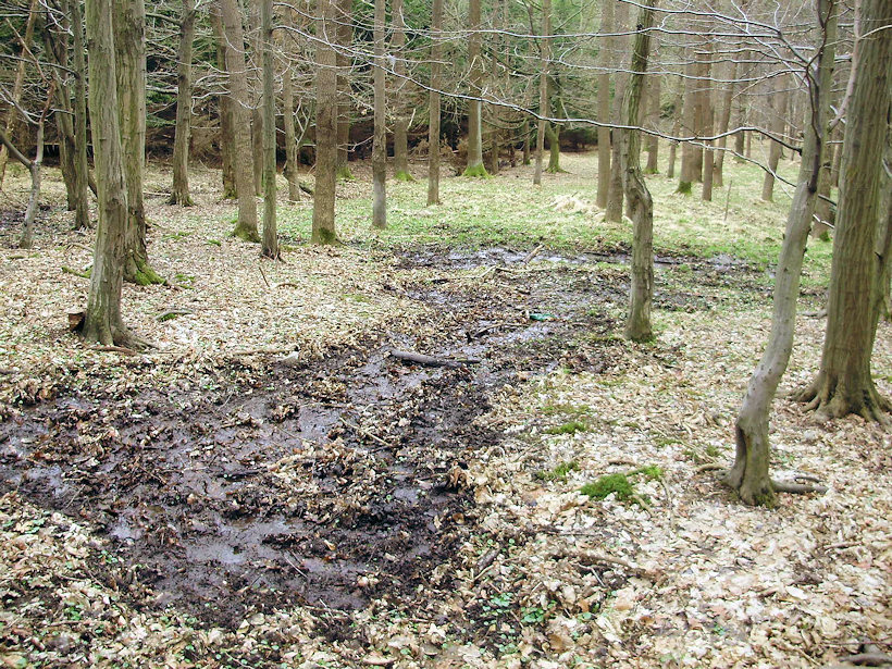 prameniště bez jména (4487)
