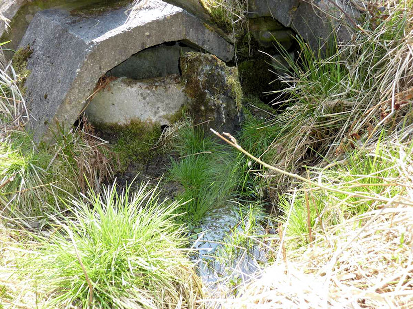 studánka V Cikánce (4548)