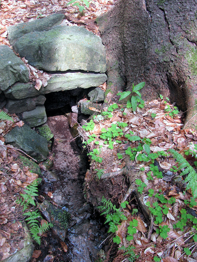 studánka bez jména (4798)