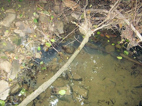 studánka Sirčena 1 (4838)