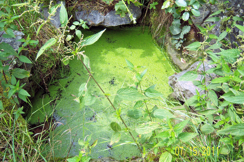 studánka bez jména (4850)