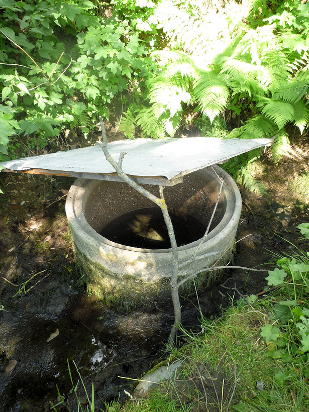 studánka Nad Plasnickou kaplí (4911)