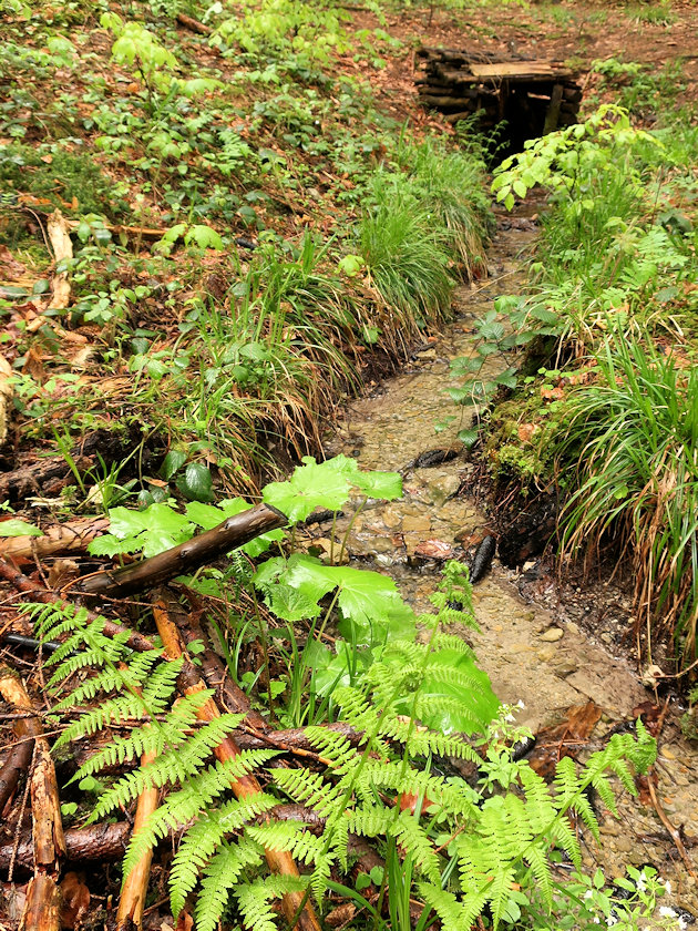 studánka Smutná (4984)
