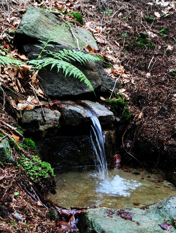 studánka U Rysa (4998)