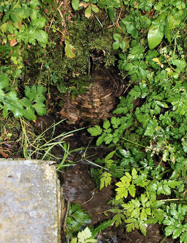 studánka Pod smrkem (5015)