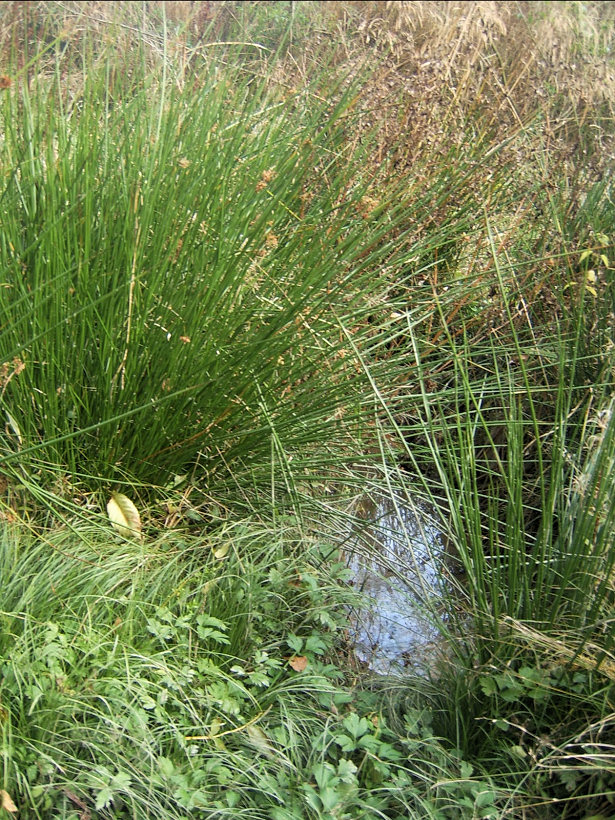 prameniště nad Ostichovcem (5123)