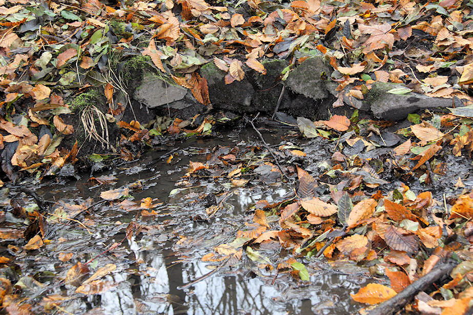 studánka Cholupická (5171)