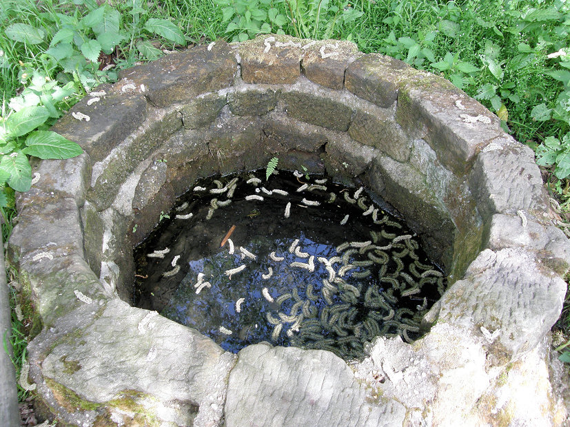 studánka bez jména (5259)