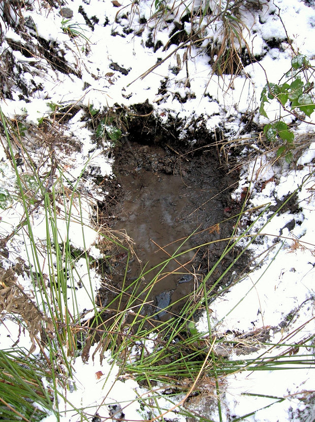 studánka Dolní Přílohy (5299)