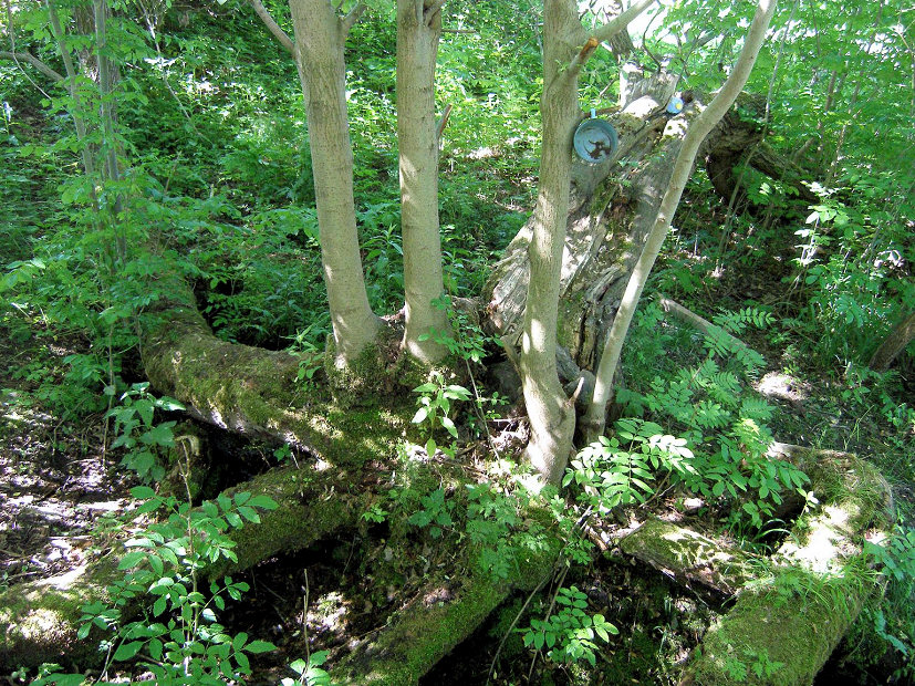 pramen Studánka Podhoří (5310)