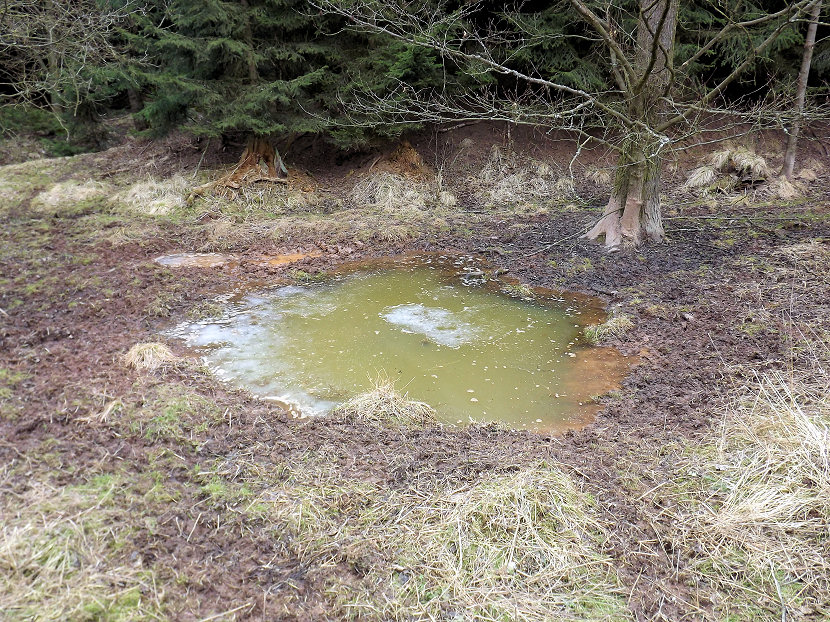prameniště Pod Randovo vrchem (5468)