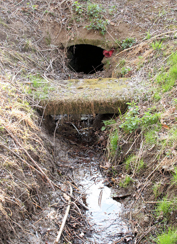 studánka V Jestřábí rokli (5556)