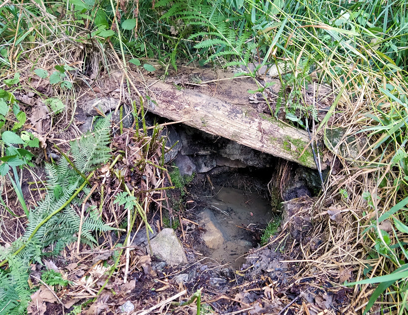 studánka bez jména (5603)