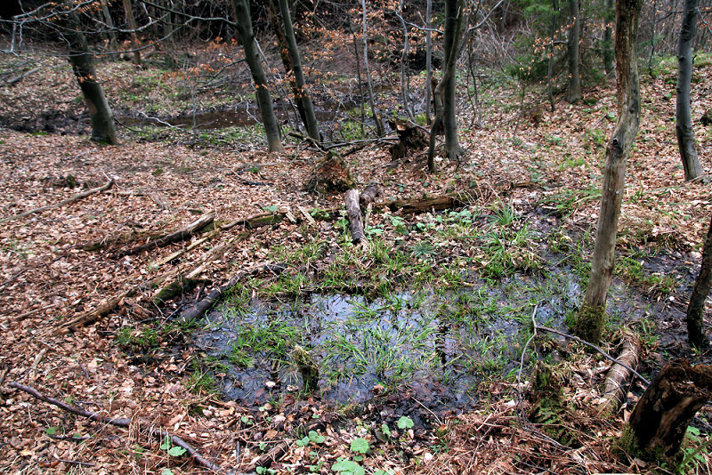Prameniště potoka Jasenice (5610)