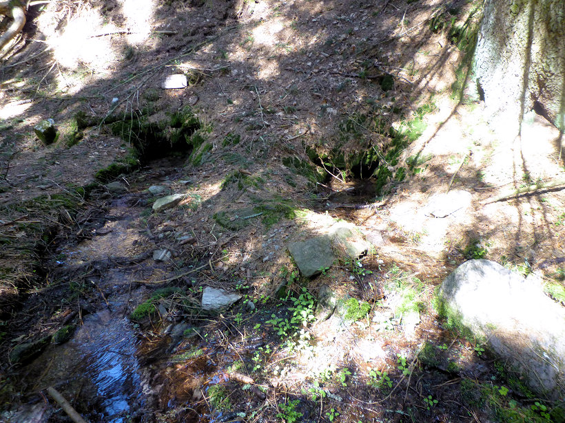 studánka Lesní  (5619)