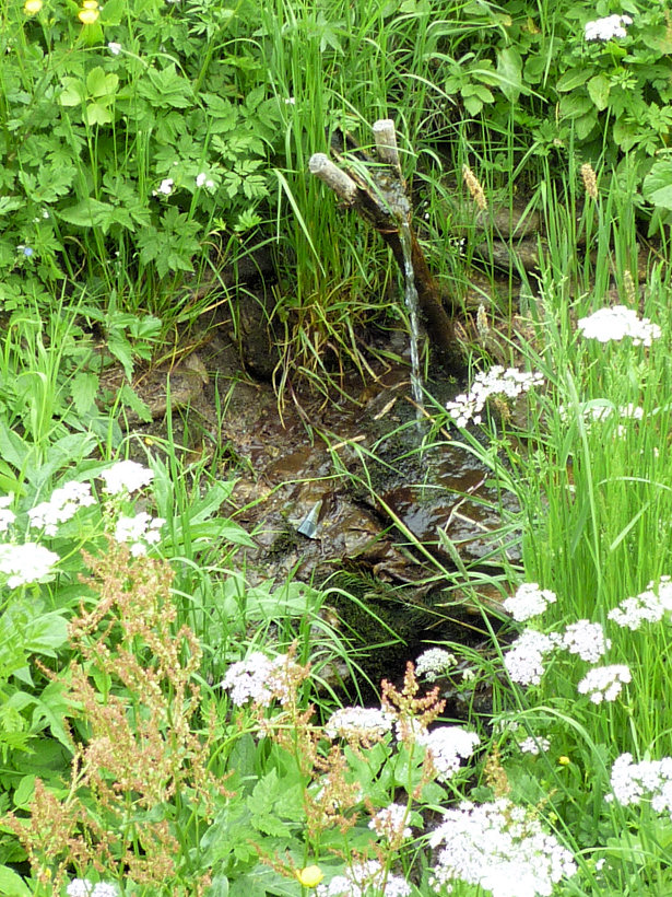 studánka Jednoduchá (5759)