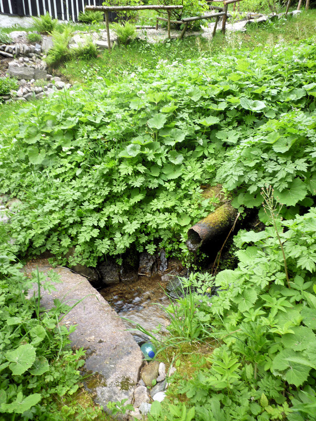 studánka Pod javorem (5762)