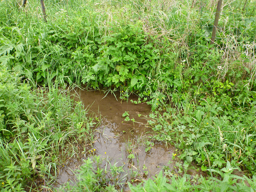 prameniště Pod Domášovem (5765)