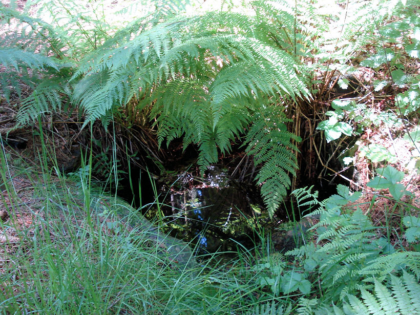 studánka Pod Strhanou (5773)