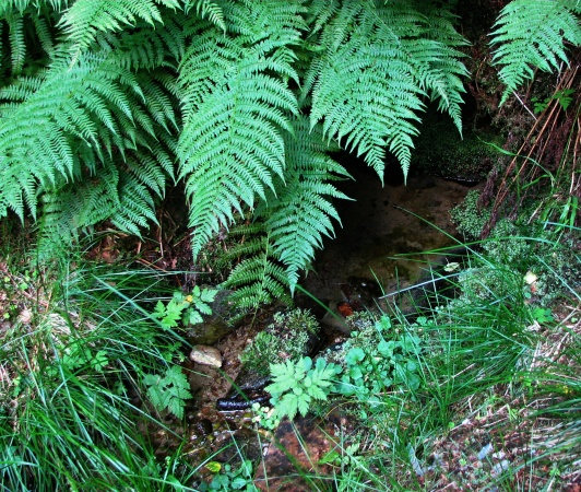 Hraběcí studánka (5788)