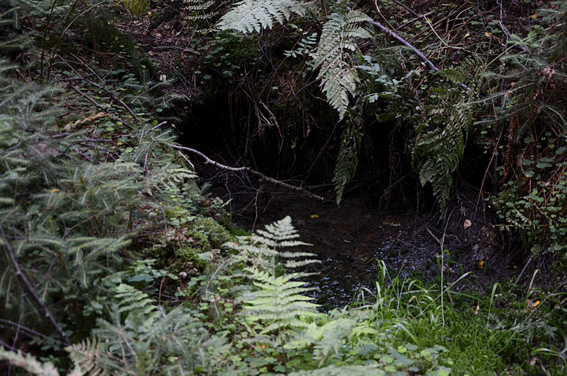 studánka U viaduktu (5805)