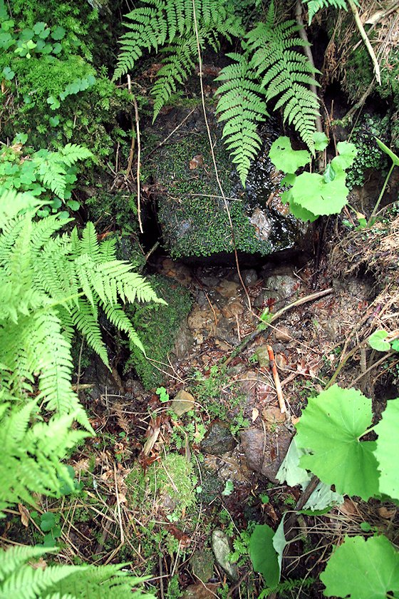 studánka Pod Řepovým (5844)