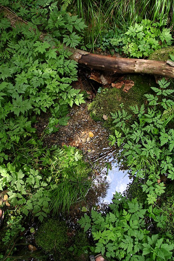 studánka Bumbalovice (5847)