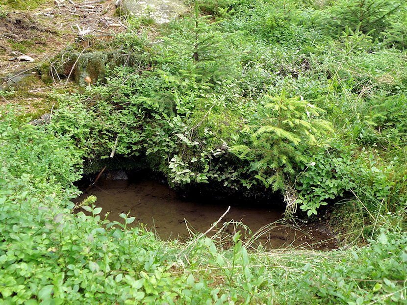 studánka Šumavanka (5857)