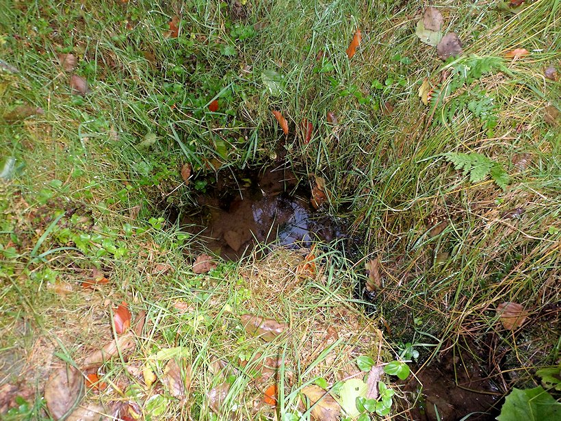 studánka bez jména (6111)