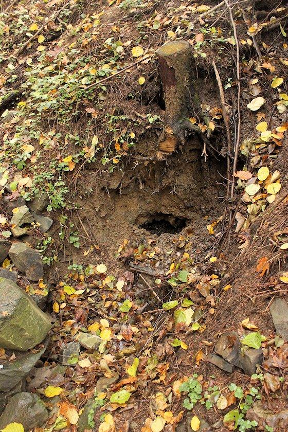 studánka Pod Kamennou cestou (6177)
