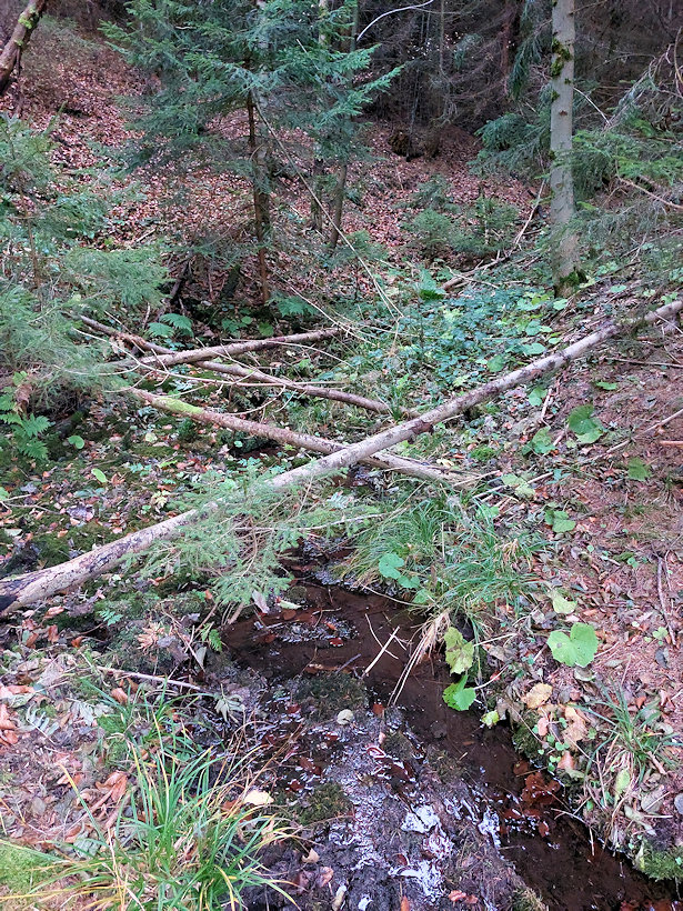 prameniště Nad Křivolickou cestou (6296)
