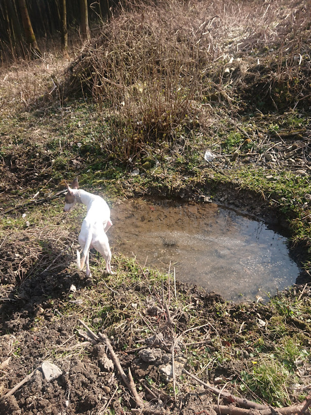 Studánka starého mloka (6393)