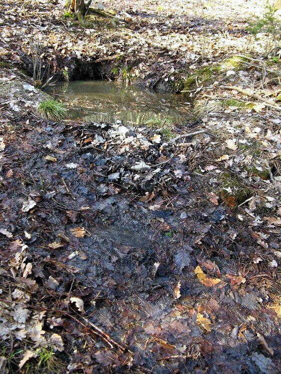 studánka Na Kosíři (6626)