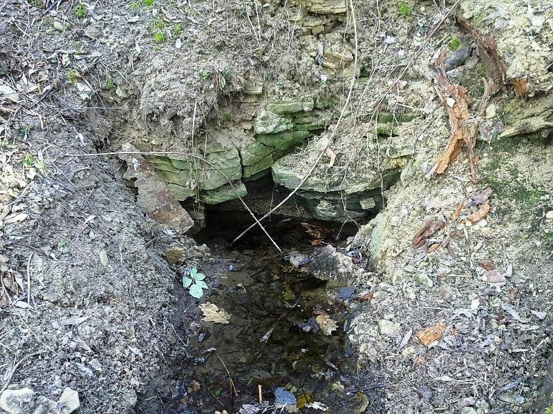 studánka Zárybský les (6630)