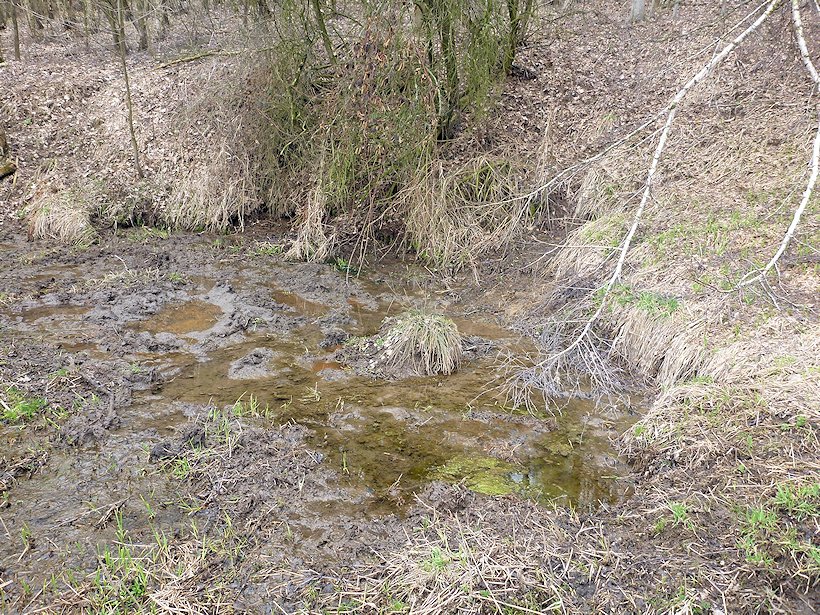 prameniště Pod Krásnou Lípou 3 (6645)