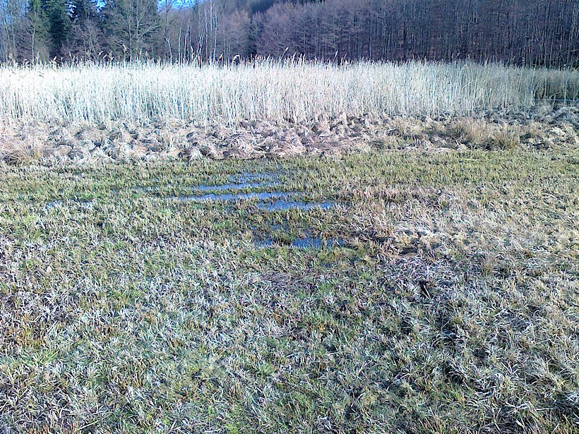 prameniště Nad Adamovým jezerem (6657)