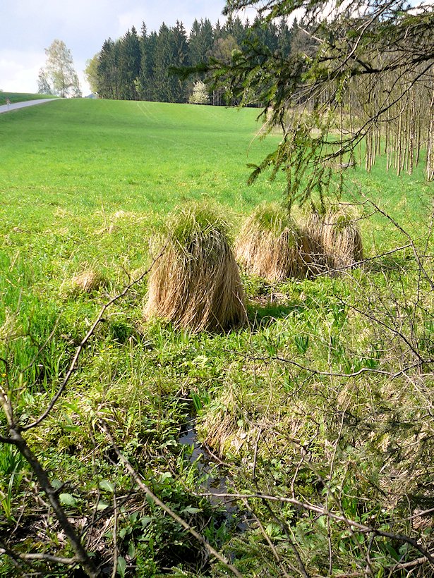 pramen V Končinách (6780)