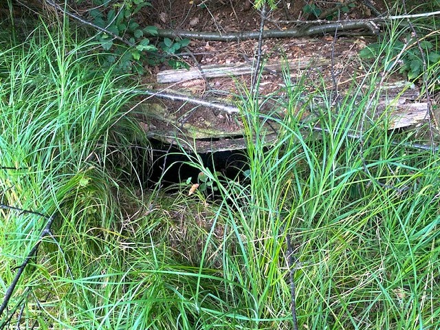 studánka Nad Milkovskou stružkou (6950)