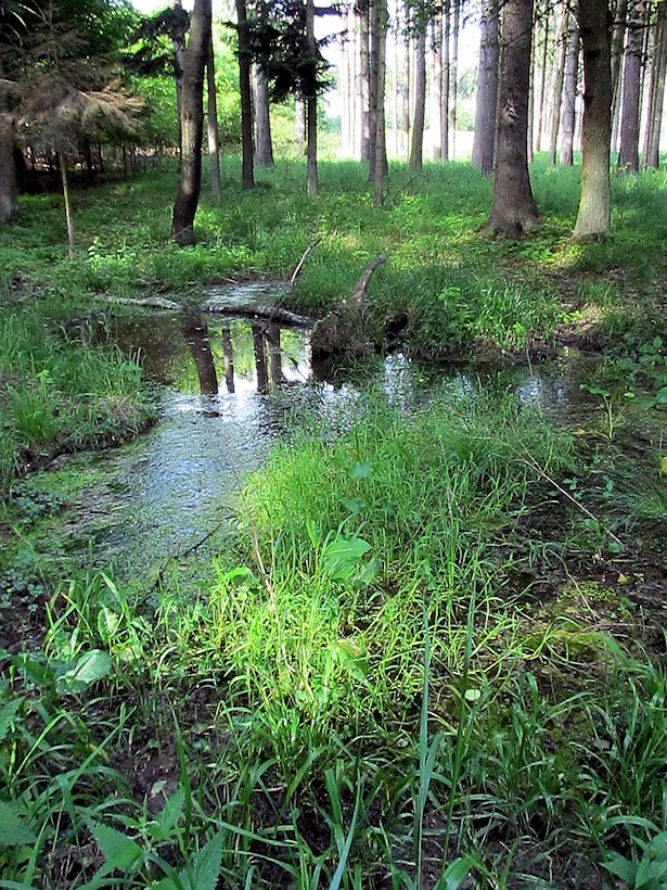 Kančí studánka (6955)